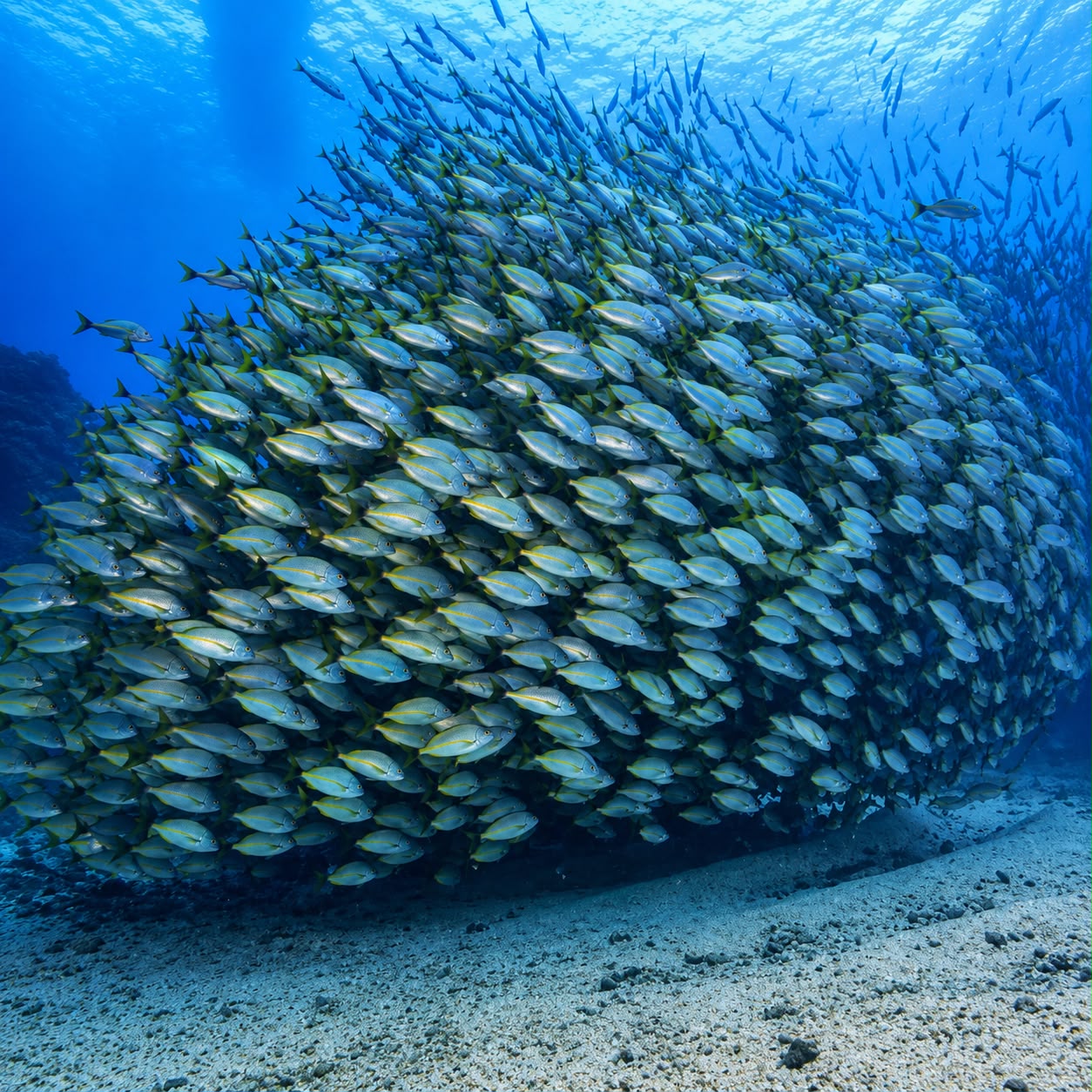 Scuba Diving — Catalinas Islands 2