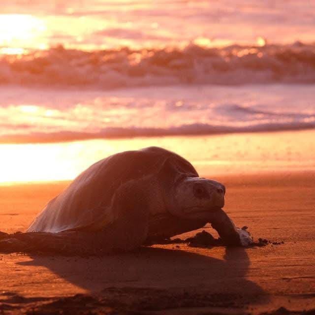 Turtle Watching