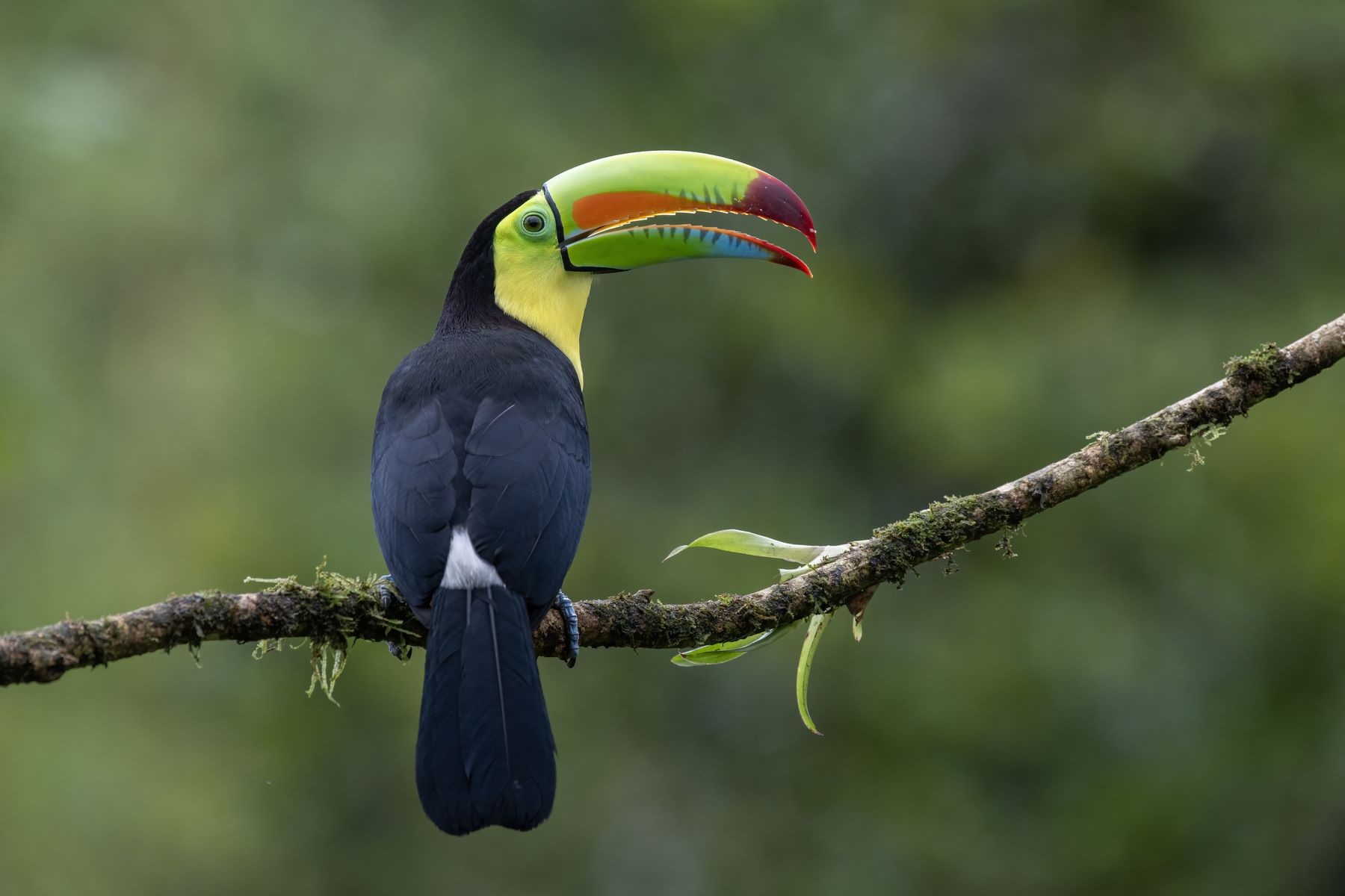 Keel-billed toucan in Costa Rica